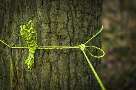 Linka 550 Paracord (30m) - Xanthoria