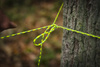 Linka 550 Paracord (30m) - Xanthoria